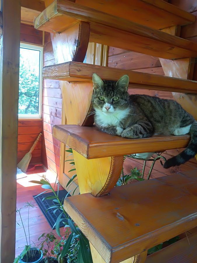 Котедж "Барвінок" Verkhovyna Bagian luar foto